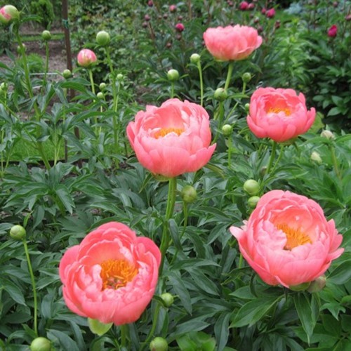 Paeonia 'Coral Charm' - Pojeng 'Coral Charm'